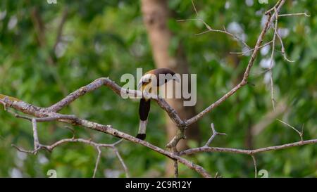 Le Treepie de Rufous, Dendrocitta Vagabunda autochtone du sous-continent indien assis sur les branches d'arbres secs Banque D'Images