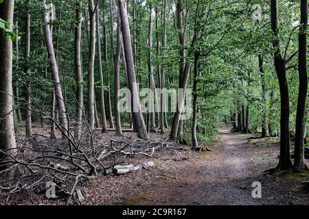 Neuglobsow, Allemagne. 29 juillet 2020. Un sentier de randonnée dans la forêt au Großer Stechlinsee en fin d'après-midi. Il fait partie du parc naturel de la terre de Stechlin-Ruppiner, appartient au district du lac de Rheinsberg dans la zone naturelle de la Neustrelitzer Kleinseenland, est connu pour sa bonne qualité de l'eau et à 70 mètres est le lac le plus profond de Brandebourg. Credit: Jens Kalaene/dpa-Zentralbild/ZB/dpa/Alay Live News Banque D'Images