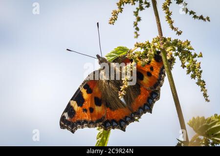 Petit papillon écaille (Aglais urticae) Banque D'Images