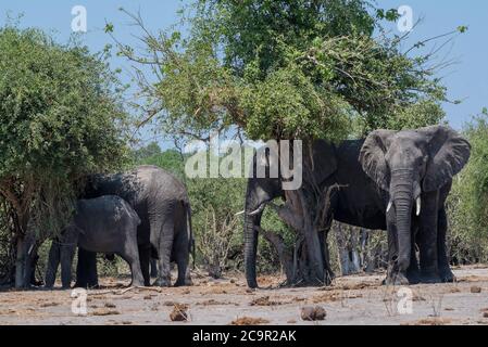 Groupe d'éléphants à l'ombre des arbres sur la rivière Chobe au Botswana Banque D'Images