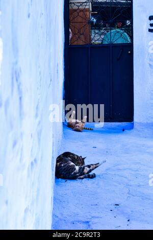 Les chats à Chefchaouen Banque D'Images