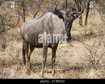 Gros plan sur le flétrissement bleu solitaire (gnu) debout dans le boisseau épais d'Afrique du Sud Banque D'Images