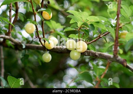 Les fruits de la prune Mirabelle, Prunus domestica, Banque D'Images