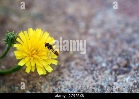 vue rapprochée d'un aéroglisseur - famille des Syrphidae Banque D'Images