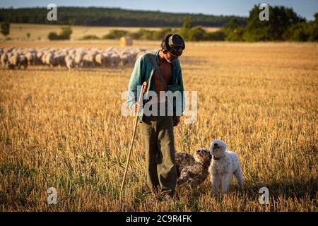 Portrait d'un berger hongrois de la campagne avec ses deux chiens de berger pumi Banque D'Images