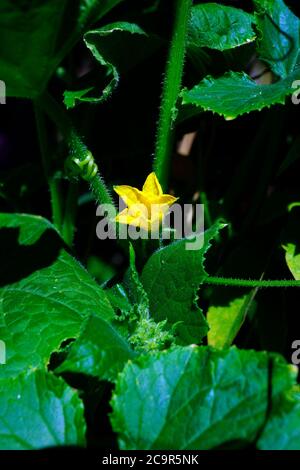 Le concombre en fleur Banque D'Images