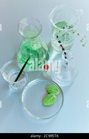 Flacons et flacons en verre assortis disposés avec des plantes vertes sur une table dans un laboratoire moderne Banque D'Images
