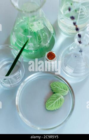 Flacons et flacons en verre assortis disposés avec des plantes vertes sur une table dans un laboratoire moderne Banque D'Images