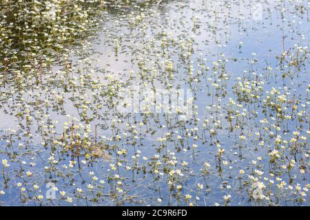 Eau blanche commune-pied-de-biche petites fleurs qui poussent dans le lac. Ranunculus aquatilis plantes aquatiques, concentration sélective Banque D'Images