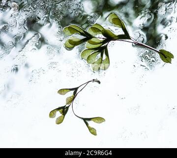 Graines d'érable sur pare-brise humide, concept mauvais temps. Vert Samara sur fond de verre de pare-brise pluvieux, regardant à travers la fenêtre Banque D'Images