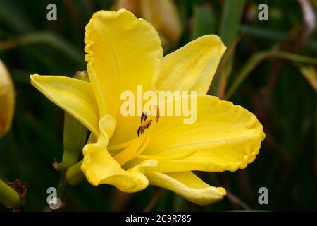 Hemerocallis Golden Ginkgo fleur jaune daylily Banque D'Images