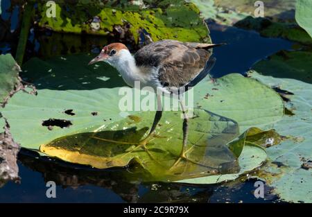 Un jeune Comb-Crested Jacana (Irediparra gallinacea) debout sur un tampon de nénuphars, barrage de Fogg, territoire du Nord, Australie Banque D'Images