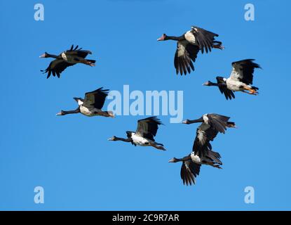 Un troupeau d'Oies de la région de Magpie (Anseranas semipalmata) en formation de vol, barrage de Fogg, territoire du Nord, Australie Banque D'Images