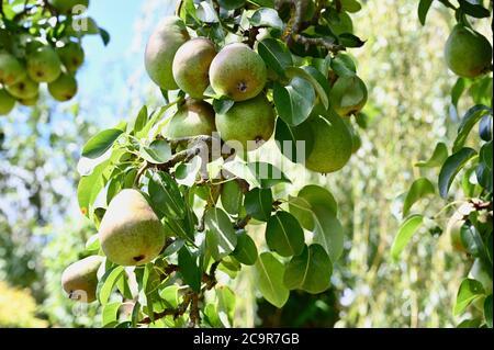 Poire chargée de fruits. Sidcup, Kent. ROYAUME-UNI Banque D'Images