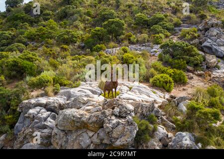 Monument de la chèvre de montagne de la Sierra de las Nieves dans la municipalité de OJEN, Andalousie Banque D'Images