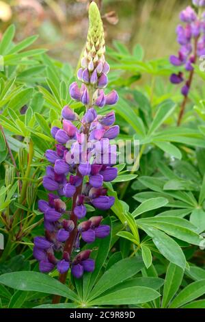 Lupinus Gallery Rouge fleur de lupin de fleurs bleues compactes Banque D'Images