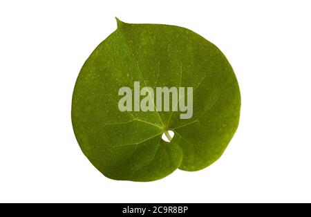 La feuille fraîche de Tinospora Cordifolia est communément connue sous le nom de graine de lune à feuilles de coeur, Guduchi, et giloy. Isolé sur fond blanc Banque D'Images