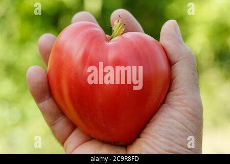 La tomate en forme de cœur. Banque D'Images