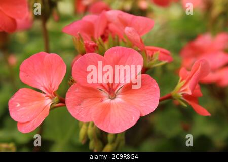 belle fleur rose douce et légère gros plan floriculture jardinage salutation carte Banque D'Images