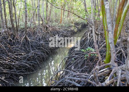 Forêt de mangroves et racines de mangroves avec Little creek à marée basse, près de Darwin, territoire du Nord, Australie Banque D'Images