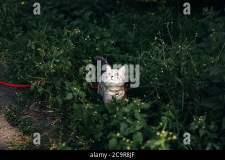 Un chaton écossais écossais de quatre mois se promène sur l'herbe en été sur une laisse avec un passeport qr ID. Photo de haute qualité Banque D'Images