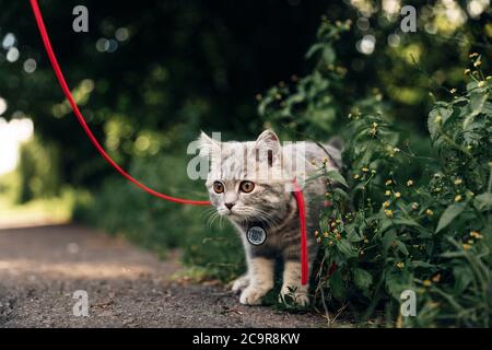 Un chaton écossais écossais de quatre mois se promène sur l'herbe en été sur une laisse avec un passeport qr ID. Photo de haute qualité Banque D'Images