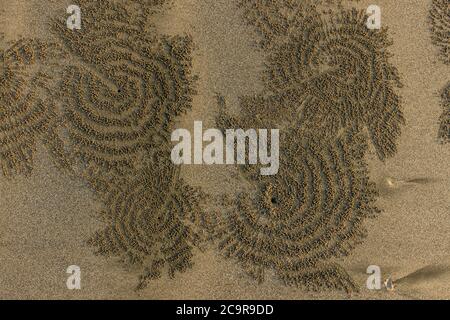 Dessin abstrait nervuré dans le sable du crabe. Plage de sable. La vie des animaux. Arrière-plan de la plage. Gros plan détaillé. Symétrie de cercle dans la nature. Banque D'Images