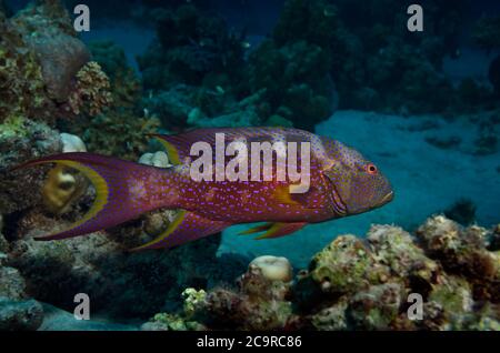 Mérou LyRetail, Variola louti, baignade sur le récif corallien, Hamata, Mer Rouge Banque D'Images
