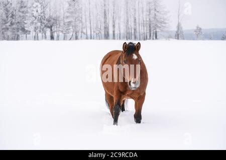 Cheval brun sur un pays couvert de neige, arbres en arrière-plan, ciel couvert, vue de l'avant. Banque D'Images
