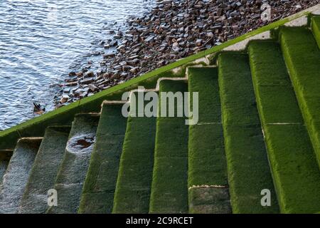 Escalier vert des algues menant à la Tamise à Londres Banque D'Images