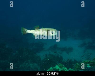 Porcupinefish tacheté, Diodon hystrix, nage au-dessus du récif, avec une rasse plus propre dans les branchies, Mer Rouge, Égypte Banque D'Images