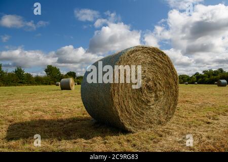 une caution de foin fraîchement enroulée dans un pré Banque D'Images