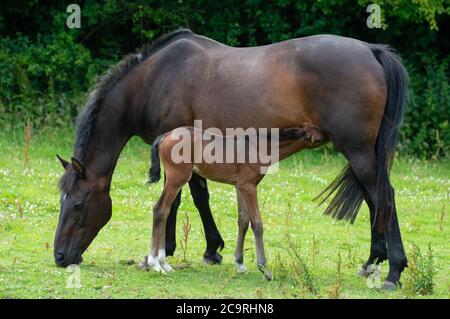 Un foal de baie de deux semaines se nourrissant de sa mère, qui broute, dans un champ de graminées. Banque D'Images