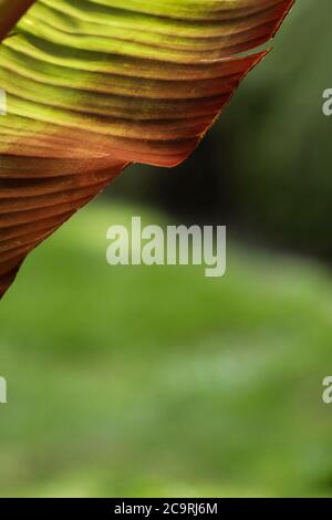 Le dessous d'une feuille d'un plan de Musa Basjoo rétroéclairé par lumière du soleil tôt le matin. Usine de banane. Banque D'Images