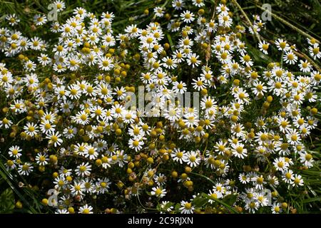 Fleurs de camomille de champ, également appelé Matricaria camomilla ou kamille Banque D'Images