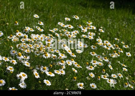 Fleurs de camomille de champ, également appelé Matricaria camomilla ou kamille Banque D'Images