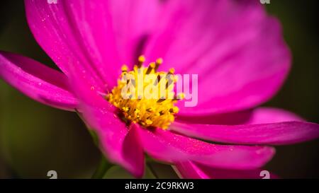 Marguerites roses et vibrantes au soleil du matin Banque D'Images