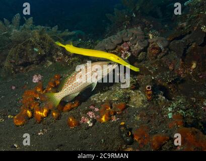 Une morue franche, également connue sous le nom de Grouper mince, Anyperodon leucogrammicus, avec des trumpetfish jaunes, Aulostomus maculatus, Bali Banque D'Images