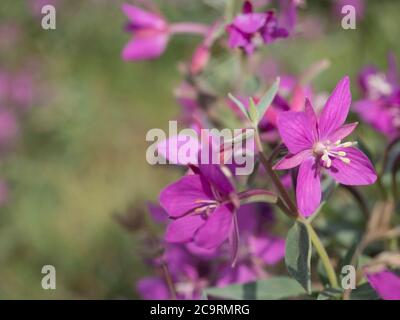 Gros plan fleurs roses florissant de la willowherbe, Chamaenerion angustifolium connu sous le nom de l'herbe à feu, grande wlowherb, rosebay willowherb sur un bokeh Banque D'Images