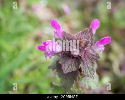 Gros plan rose macro Lamium purpueum connu sous le nom de rouge ortie-morte, violet ortie-morte, rouge-henbit, archange violet ou velikdenche floraison de mauvaises herbes Banque D'Images