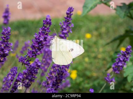 Le grand papillon blanc de chou, blanc de chou, assis sur la lavande, Lavandula angustifolia, nectar de succion, fond vert de bokeh, foyer sélectif Banque D'Images