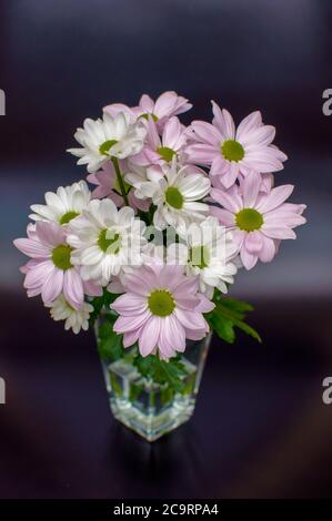 Margaret Jasturn propre Leucanthemum vulgare fleurs blanches et roses photographiées en pleine fleur dans différents coups Banque D'Images