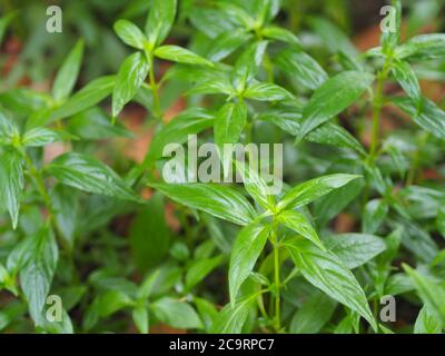 Herbes thaïlandaises Roi d'amère nom scientifique Andrographe paniculate Burm, Fah Talai john, plante verte d'arbre de légumes fleuissant dans le jardin Banque D'Images