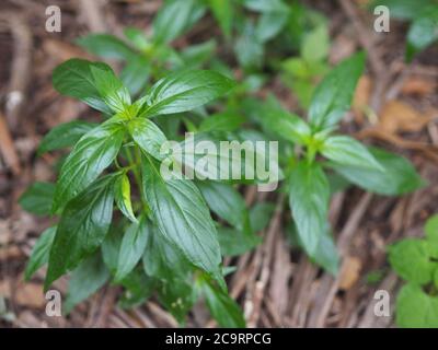 Herbes thaïlandaises Roi d'amère nom scientifique Andrographe paniculate Burm, Fah Talai john, plante verte d'arbre de légumes fleuissant dans le jardin Banque D'Images