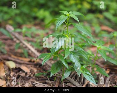 Herbes thaïlandaises Roi d'amère nom scientifique Andrographe paniculate Burm, Fah Talai john, plante verte d'arbre de légumes fleuissant dans le jardin Banque D'Images