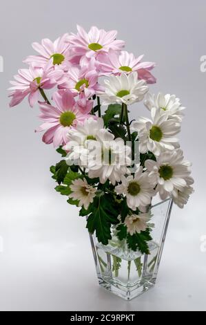 Margaret Jasturn propre Leucanthemum vulgare fleurs blanches et roses photographiées en pleine fleur dans différents coups Banque D'Images