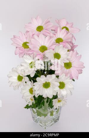 Margaret Jasturn propre Leucanthemum vulgare fleurs blanches et roses photographiées en pleine fleur dans différents coups Banque D'Images