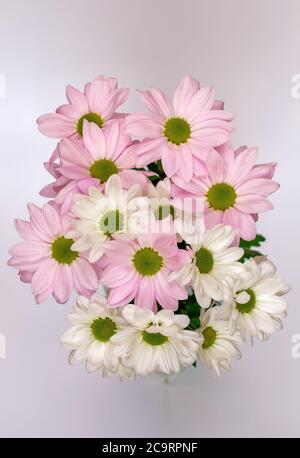 Margaret Jasturn propre Leucanthemum vulgare fleurs blanches et roses photographiées en pleine fleur dans différents coups Banque D'Images