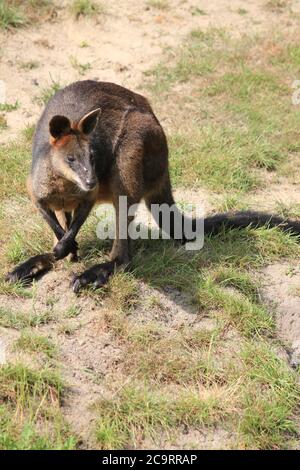 Wallaby des marais Banque D'Images