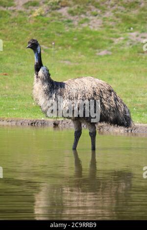 Emu au zoo d'Overloon aux pays-Bas Banque D'Images